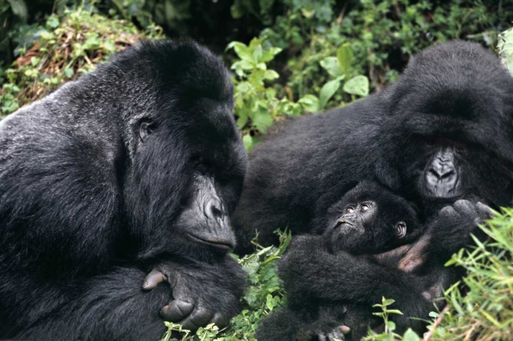 Zaire, Virungas NP Wild mountain gorilla family